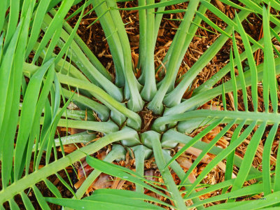 Palm and Cycad Pavilion