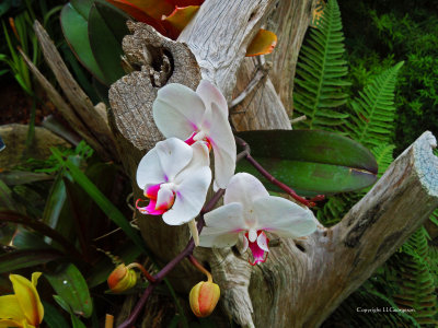 Tropical Arrangement