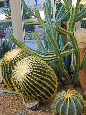 Cacti and Desert Plants