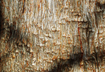 Macro Of A Cypress Trunk
