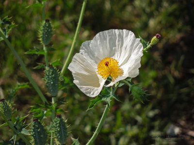 Prickley Beauty