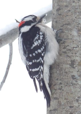 Downy Woodpecker (Picoides pubescens)