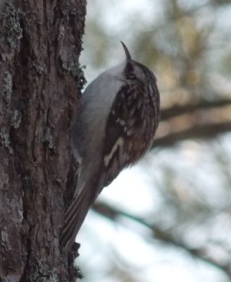 Brown Creeper (Certhia americana)