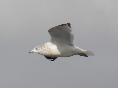 Gulls, Terns, & Skimmers