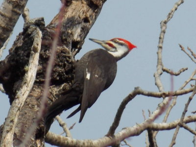 Pileated Woodpecker (Dryocopus pileatus) ♂
