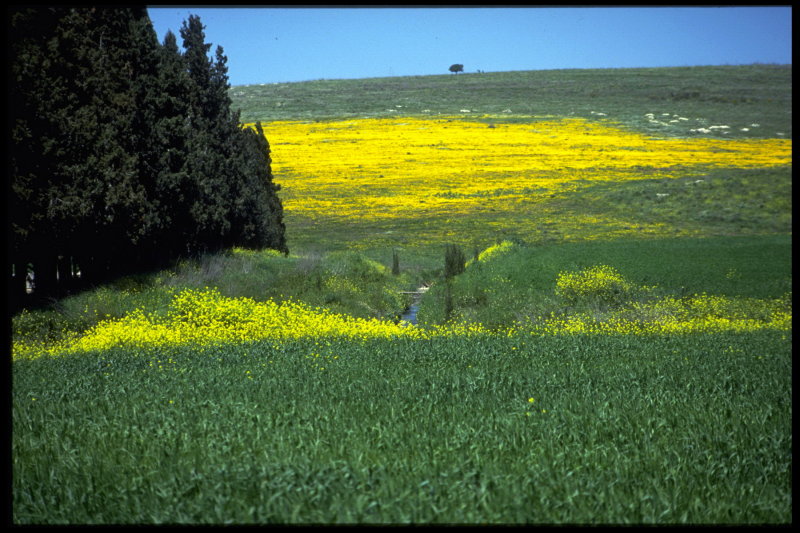 Nature and Flowers
