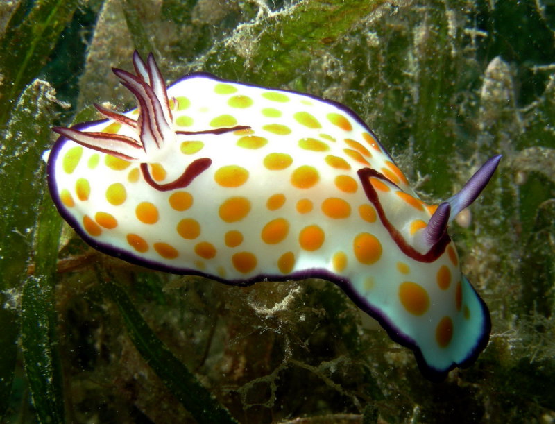 NUDI SHELI.jpg