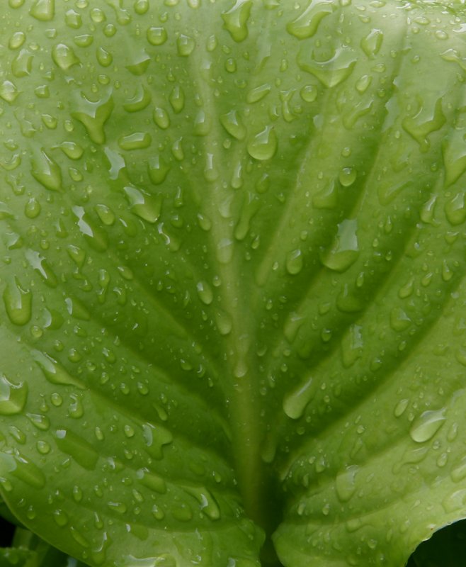 Leaf.jpg