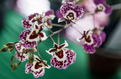 Orchids Show