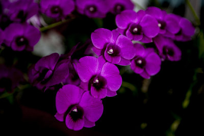 Orchid_04