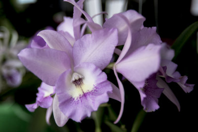 Orchid_05