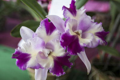 Orchid_06