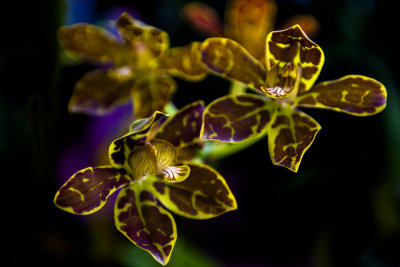Orchid_07