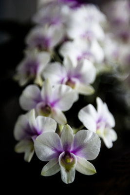 Orchid_10