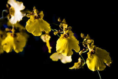 Orchid_12