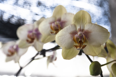 Orchid_14