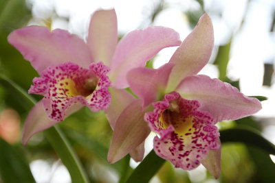 Orchid_26