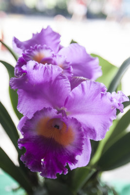 Orchid_27