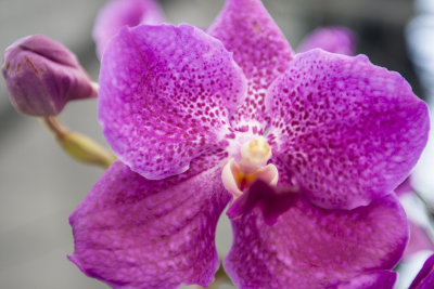 Orchid_30