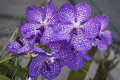 Orchid_31