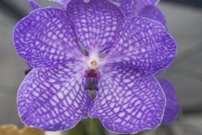 Orchid_35