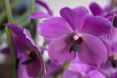 Orchid_36