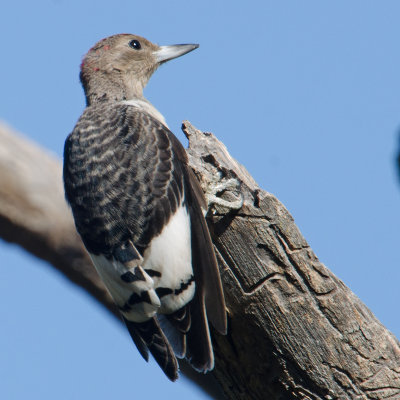 Red-headed Woodpeckers