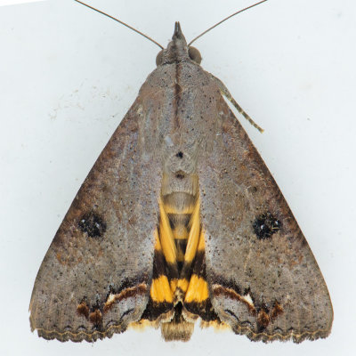 8642  Hypocala Moth - Hypocala andremona
