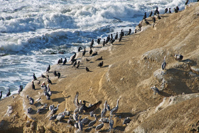 Pelicans near Point Loma