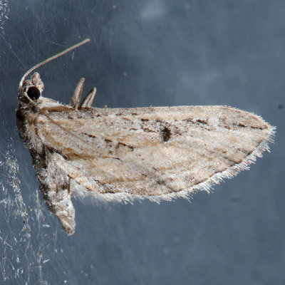  Eupithecia 2
