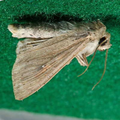 10441.1 Oregon Wainscot Moth  Leucania oregona  ? 