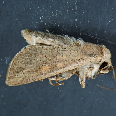 10438 Armyworm Moth  Mythimna unipuncta 