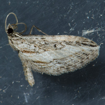 7586 Eupithecia acutipennis ?