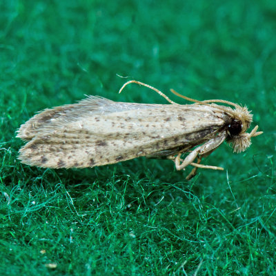 0332 Amydria curvistrigella  ?
