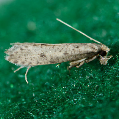 0332 Amydria curvistrigella  ?