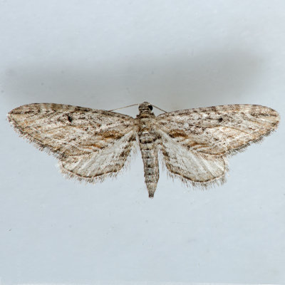 Eupithecia 1