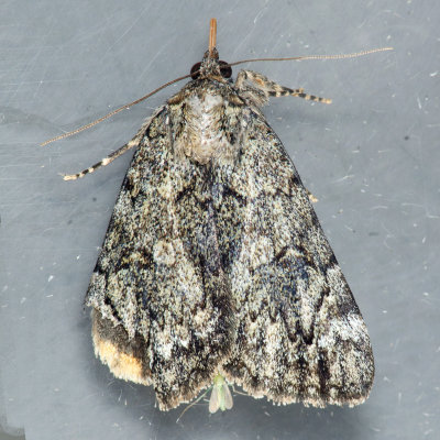 8874 Little Underwing - Catocala minuta