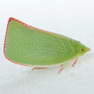 Siphanta acuta - Torpedo Bug