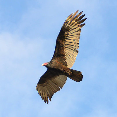 Turkey Vulture - El Centro