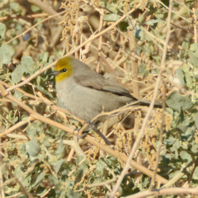 Verdin - El Centro