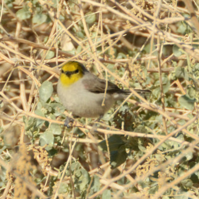 Verdin - El Centro