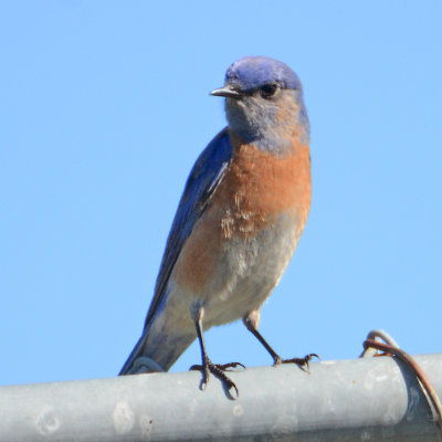 Western Bluebird - Santee