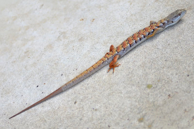 Southern Alligator Lizard