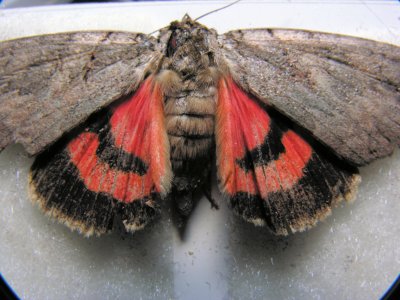 8834 The Sweetheart Underwing - Catocala amatrix