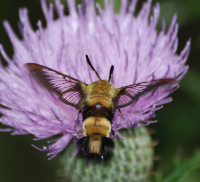 7855 Snowberry Clearwing - Hemaris diffinis