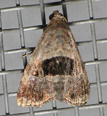 9040 Black-patched Graylet - Hyperstrotia secta