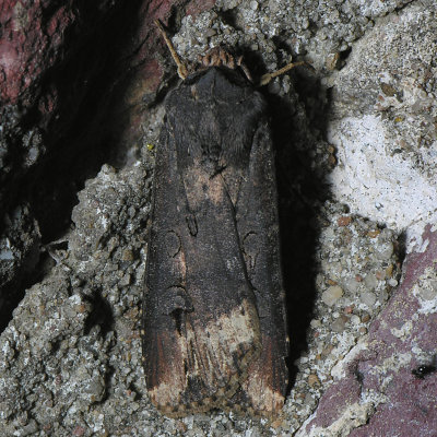 10658  Spotted Dart Moth - Agrotis stigmosa