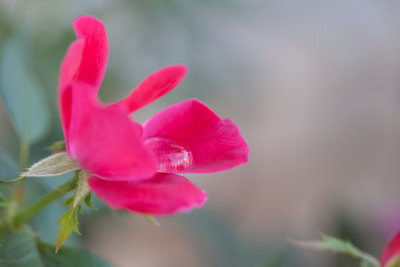 Benbrook red flower 1