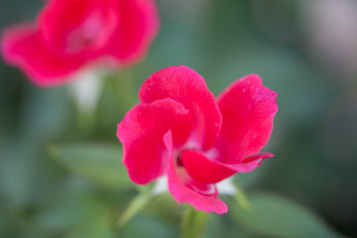 Benbrook red flower 2