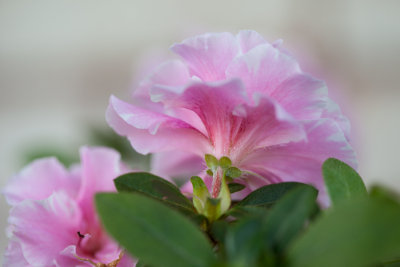 pink flower 1
